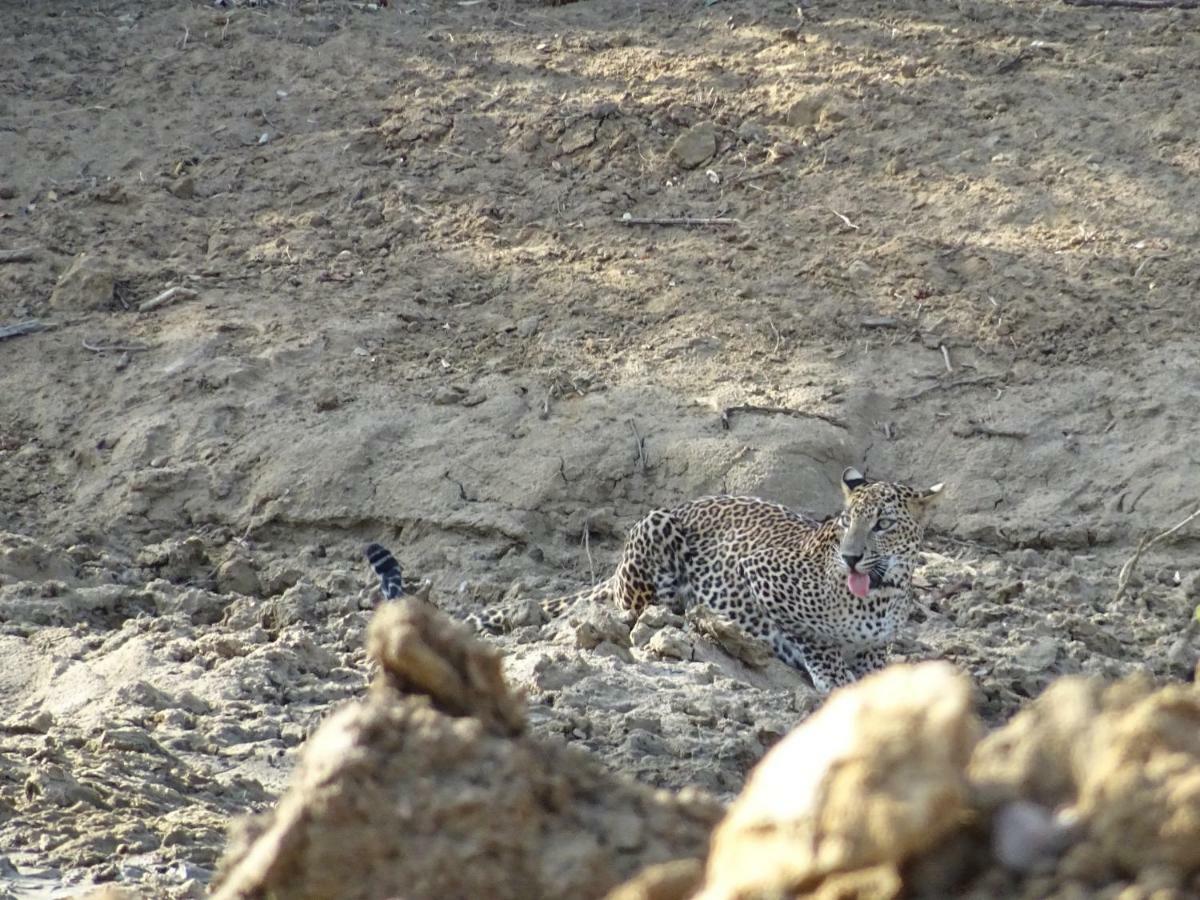 Willa Wadula Safari - Yala Kataragama Zewnętrze zdjęcie